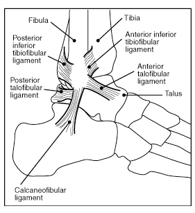 Ankle ligaments Ankle ligaments